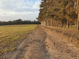 Cleared firebreak running along a fence and tree line