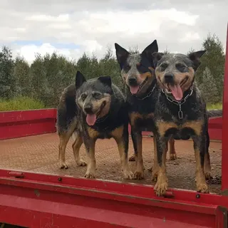 Three working dogs on the back of the farm ute